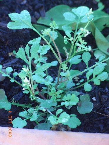 Cardamine hirsuta